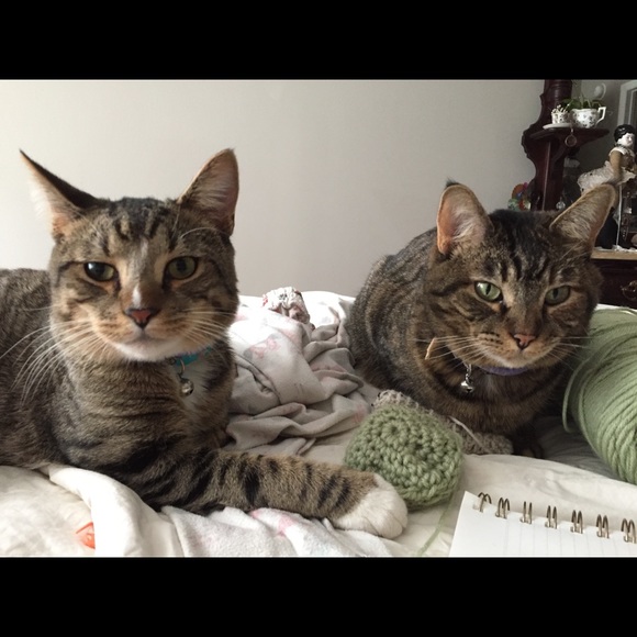 Nat & Miss. Tituba, the fortune telling chicken 🔮 - Picture 4 of 8